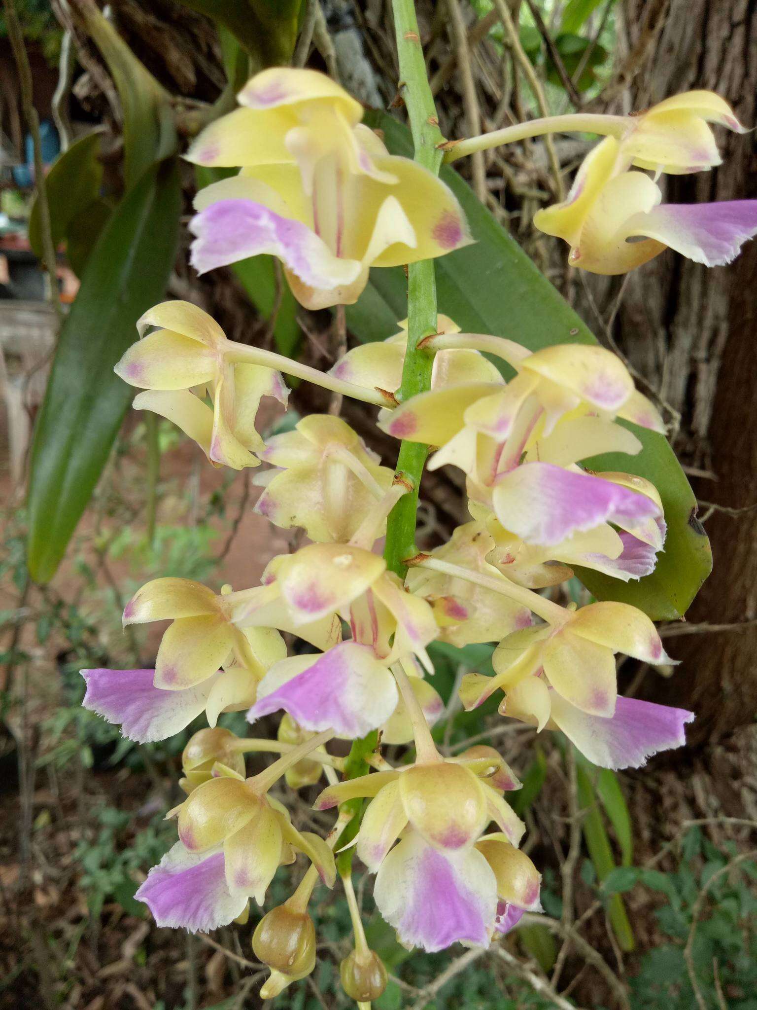 Image of Aerides houlletiana Rchb. fil.