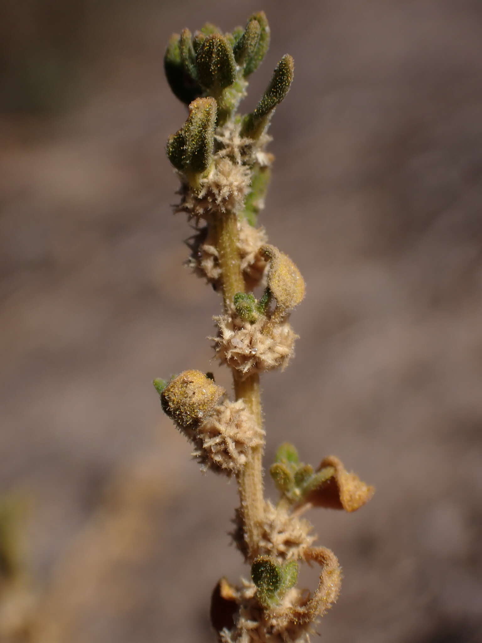 Sivun Dysphania cristata (F. Müll.) Mosyakin & Clemants kuva