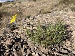 Oenothera hartwegii subsp. filifolia (Eastw.) W. L. Wagner & Hoch resmi