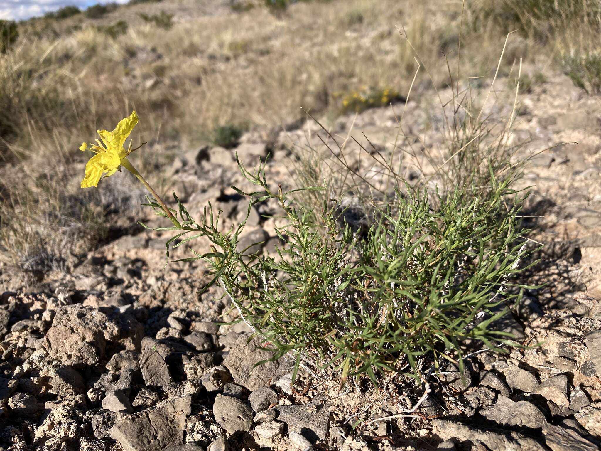 Sivun Oenothera hartwegii subsp. filifolia (Eastw.) W. L. Wagner & Hoch kuva