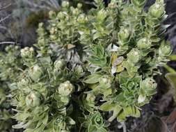 Image of Helichrysum heliotropifolium (Lam.) DC.