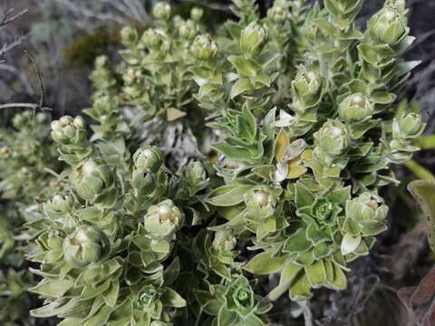 Image de Helichrysum heliotropifolium (Lam.) DC.