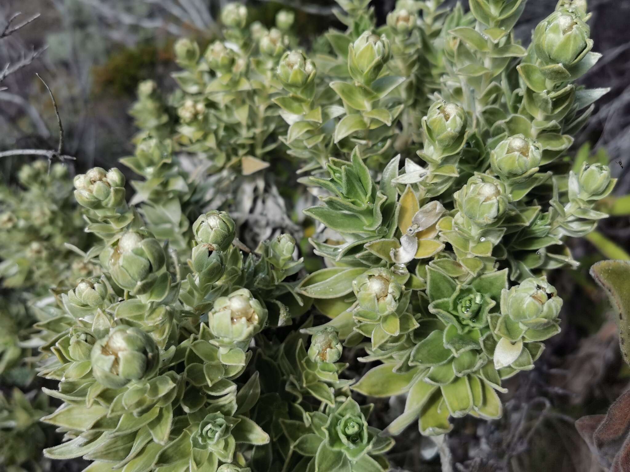 Image of Helichrysum heliotropifolium (Lam.) DC.