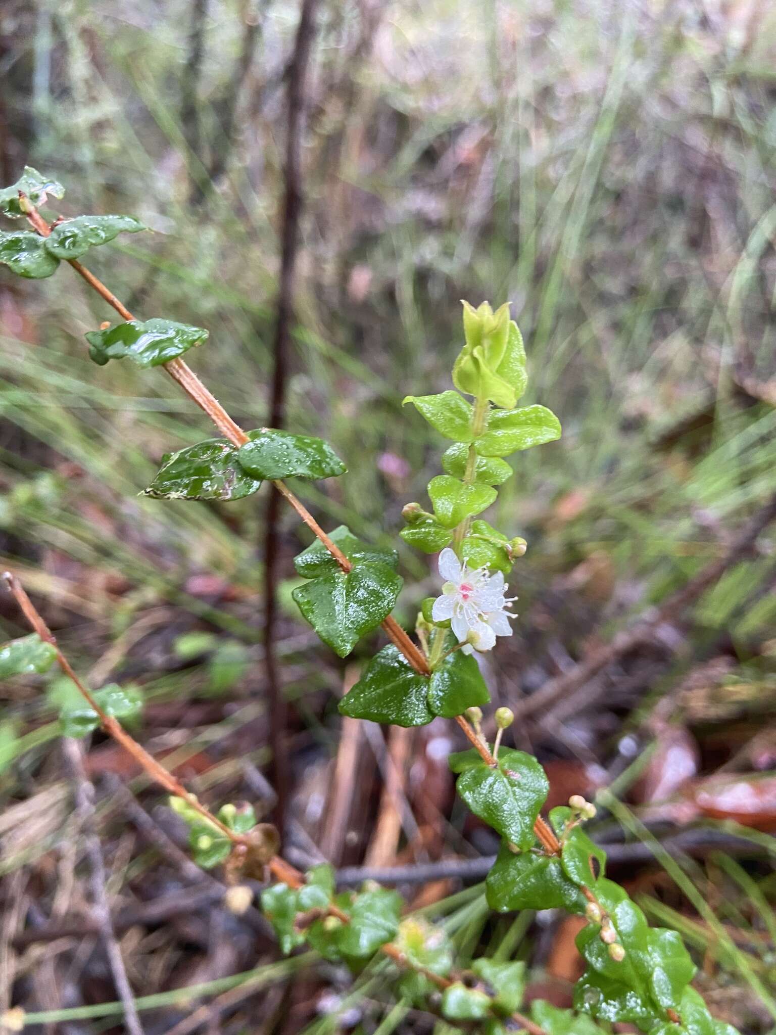 Image of Hypocalymma cordifolium Schau.