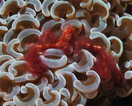 Image of Orangutang crab