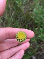 Plancia ëd Balduina uniflora Nutt.