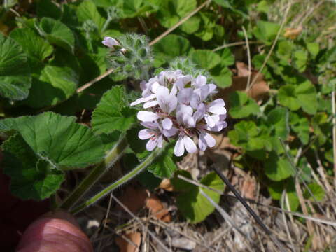 Слика од Pelargonium australe (Poir.) Jacq.