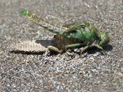 Image of Olive Clubtail