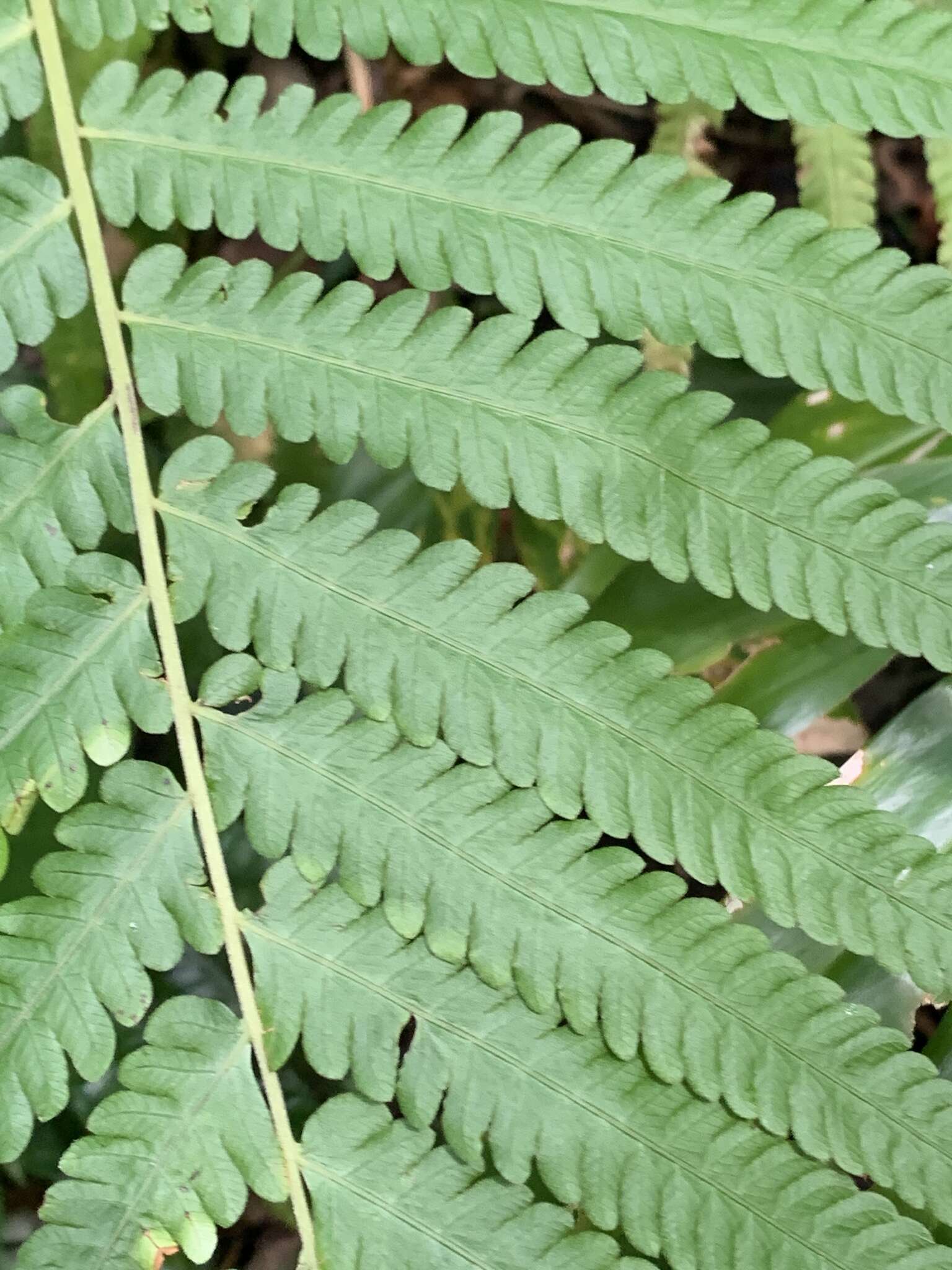 Plancia ëd Sphaerostephanos productus (Kaulf.) Holtt.