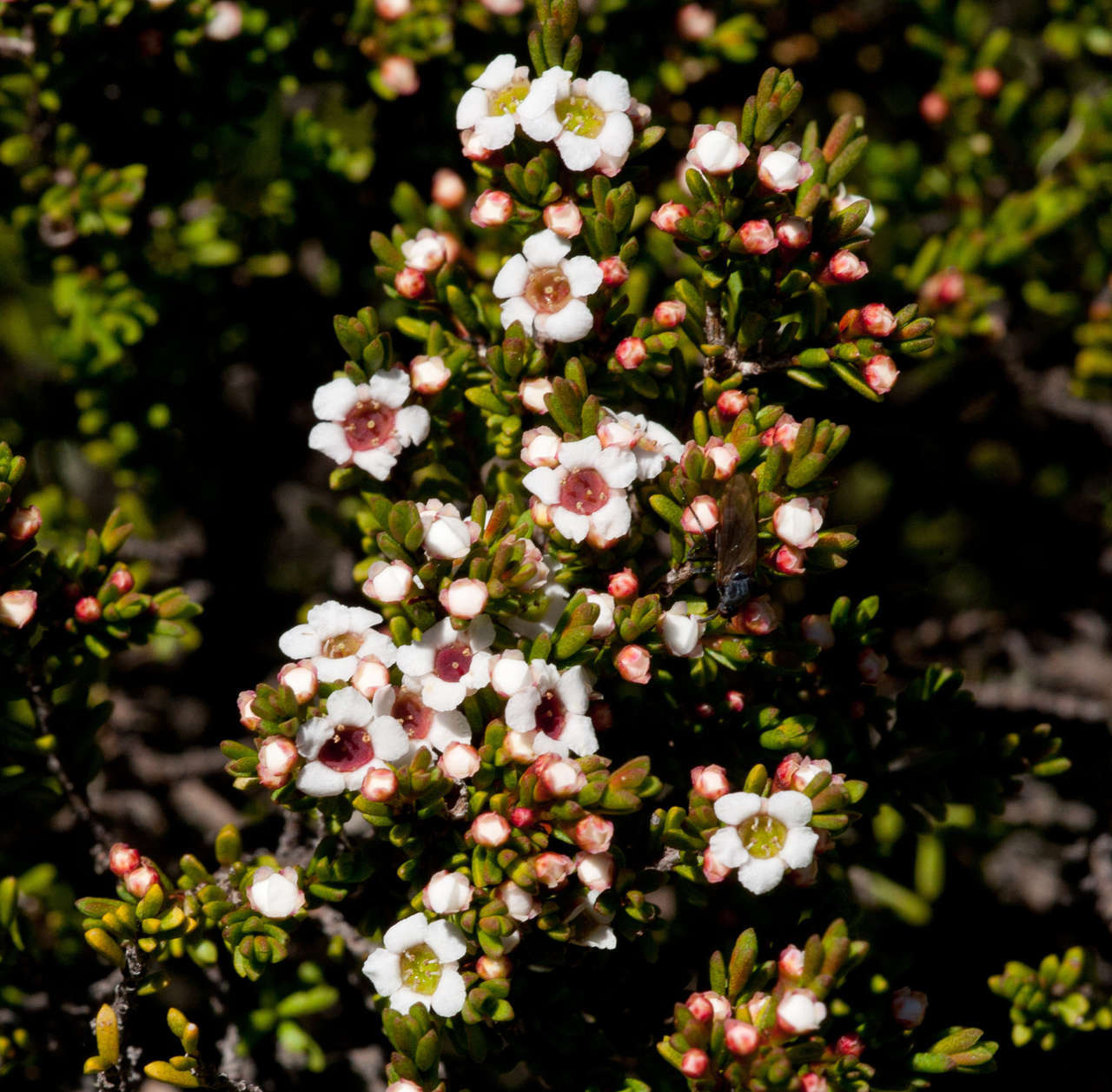 Image of Baeckea gunniana Schau. ex Walp.