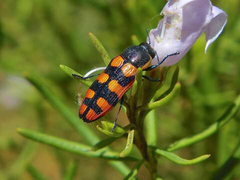 Image of Castiarina pallidiventris (Gory & Laporte 1838)