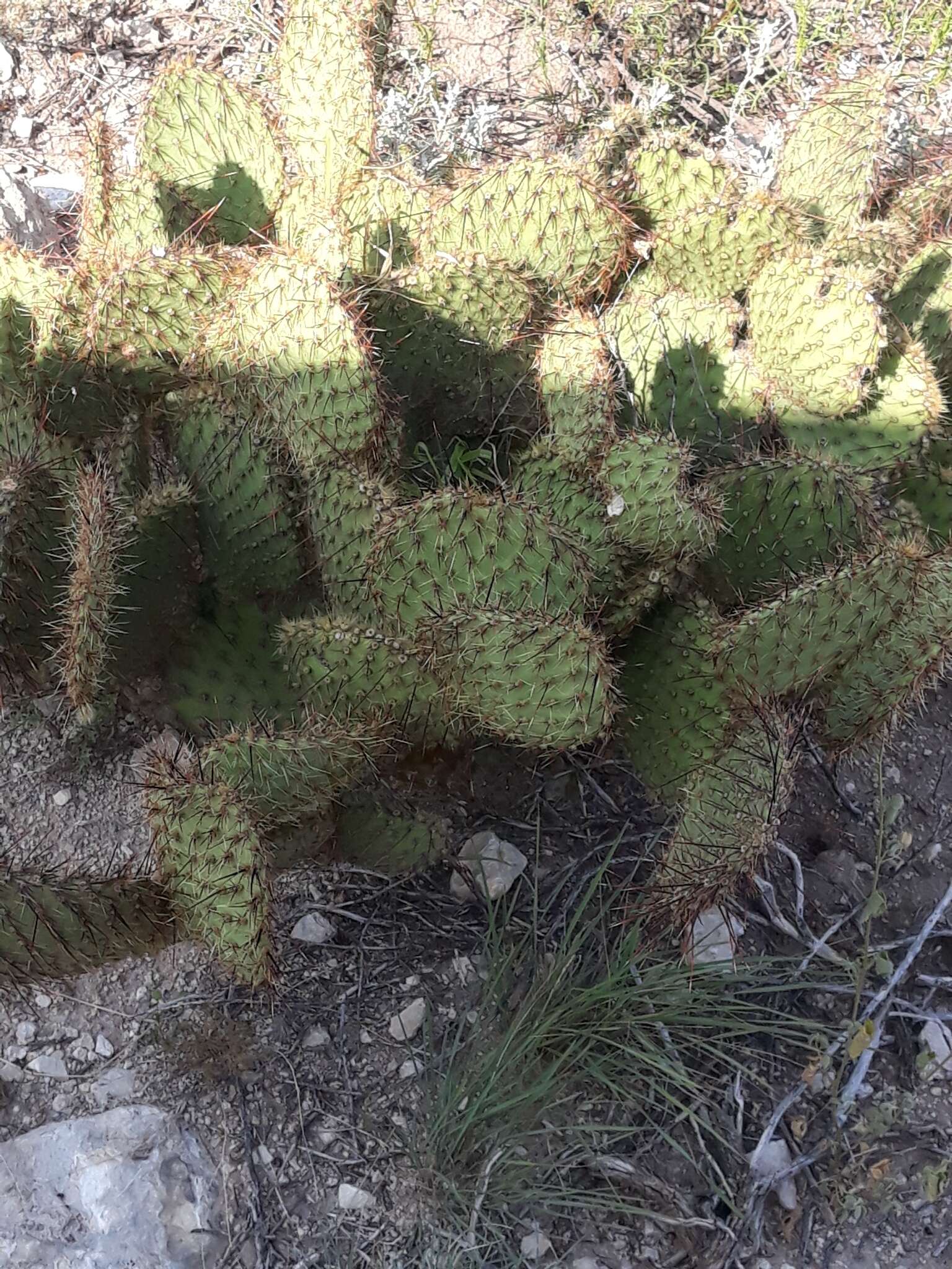 Sivun Opuntia strigil Engelm. kuva