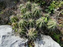 Image de Echinocereus enneacanthus subsp. brevispinus (W. O. Moore) N. P. Taylor