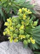 Слика од Euphorbia jolkinii Boiss.