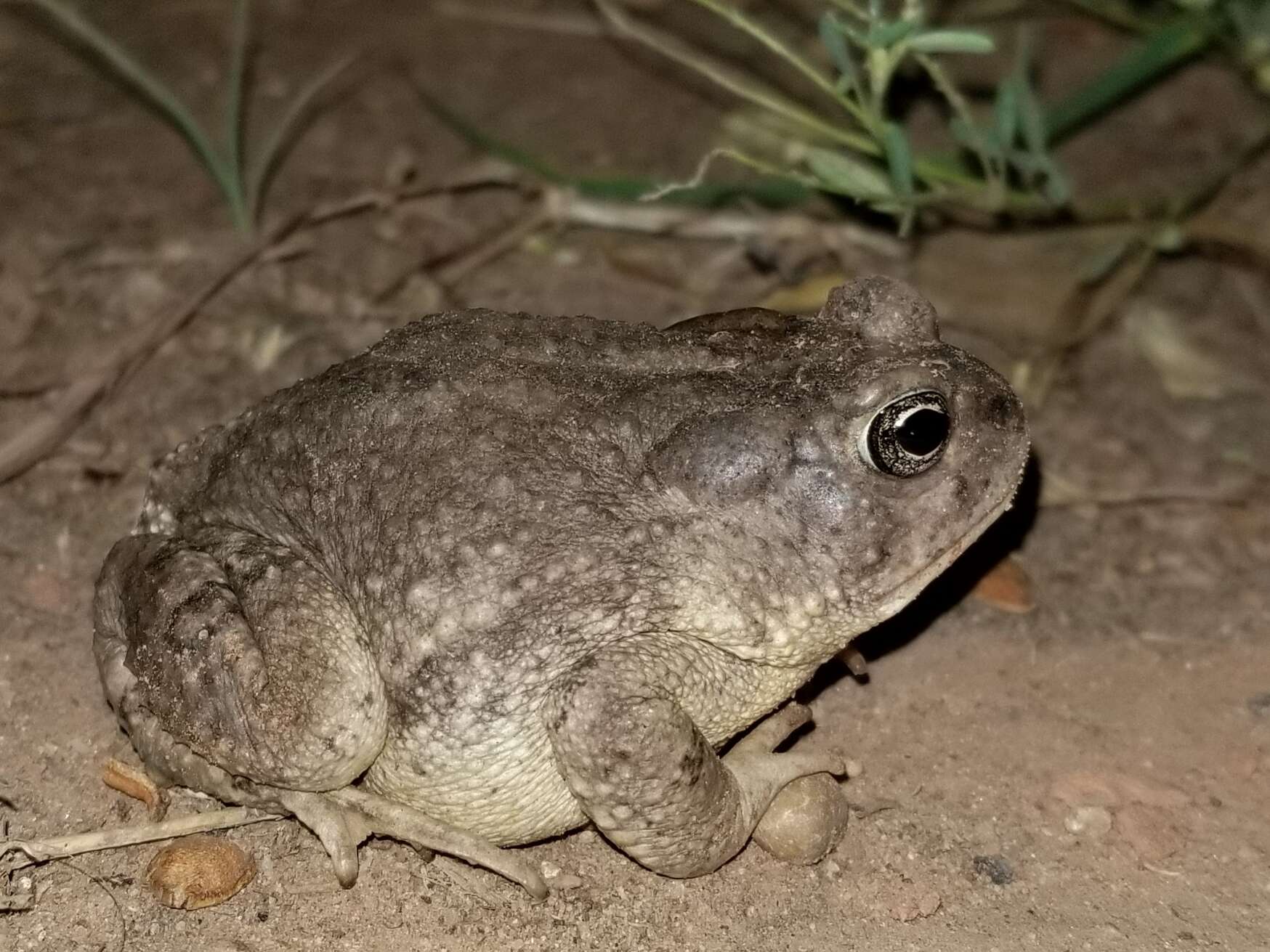 Image of southwestern toad