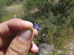 Sivun Jacquemontia evolvuloides (Moric.) Meisn. kuva