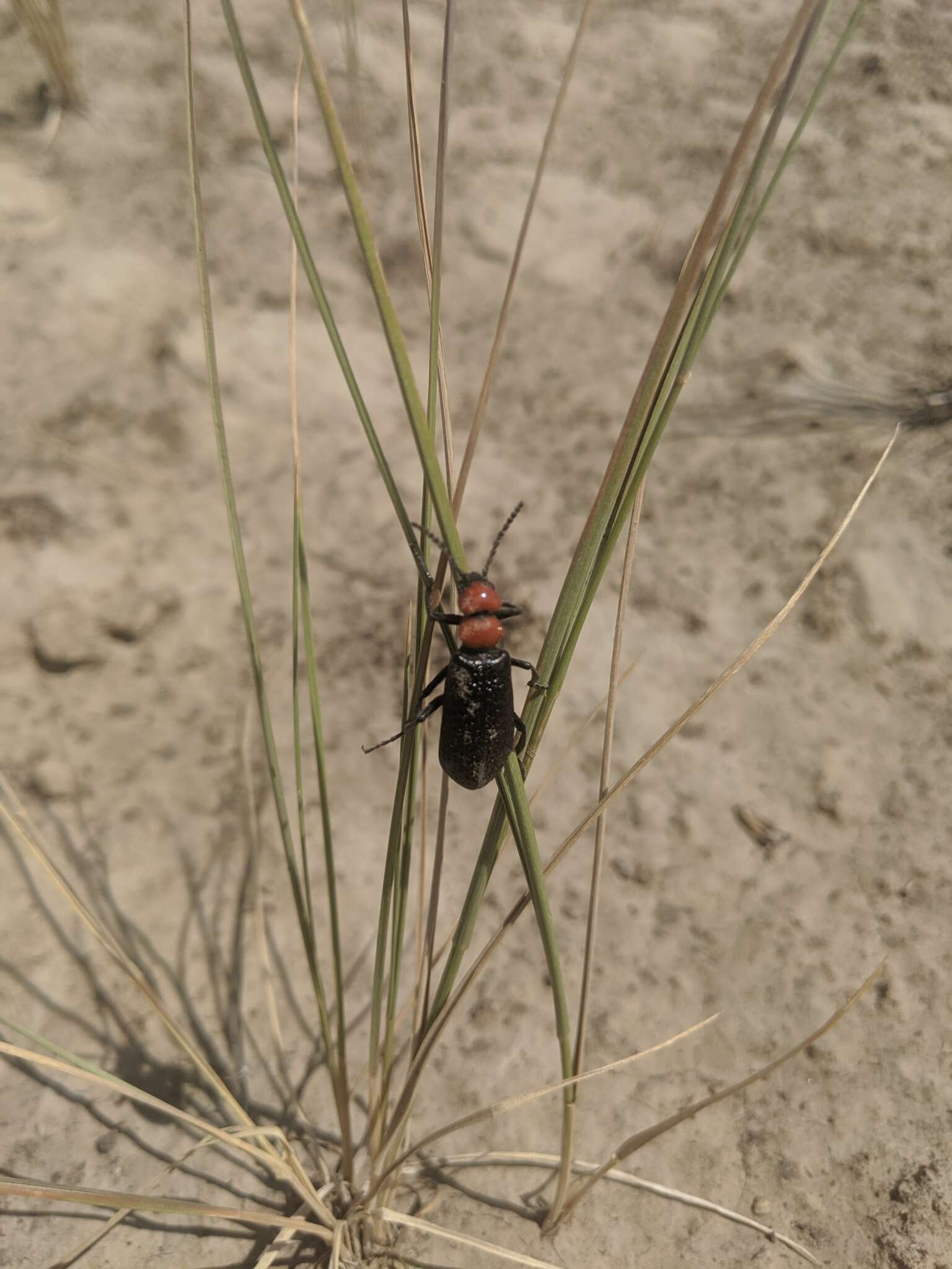 Image of Lytta (Paralytta) vulnerata (Le Conte 1851)