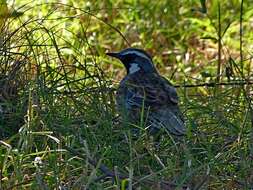 Imagem de Cinclosoma punctatum (Shaw 1795)