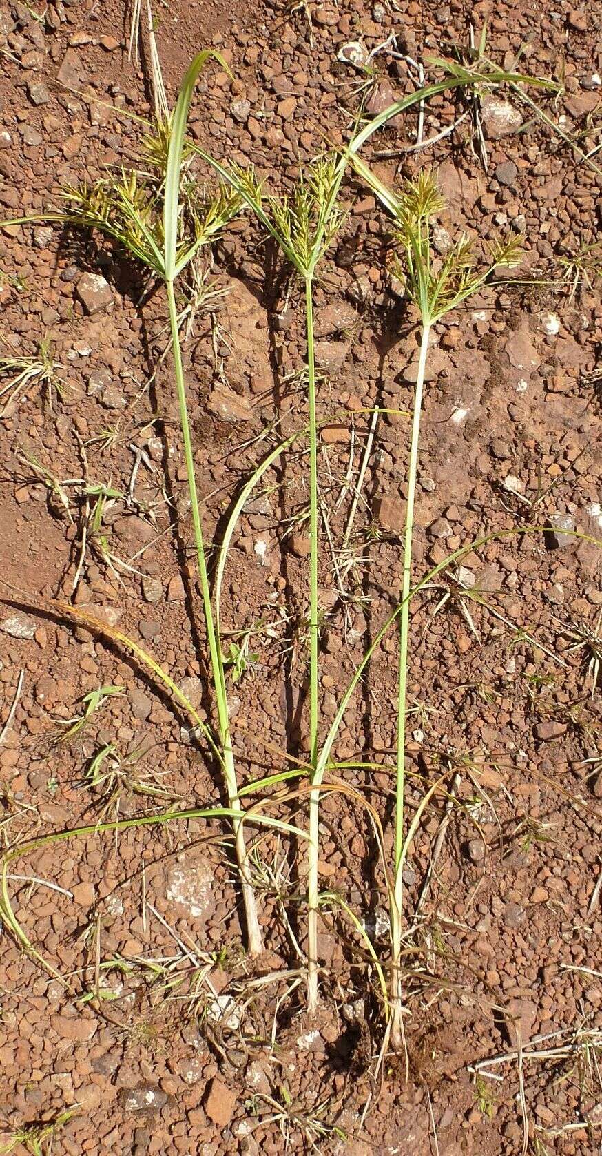 Image of roadside flatsedge