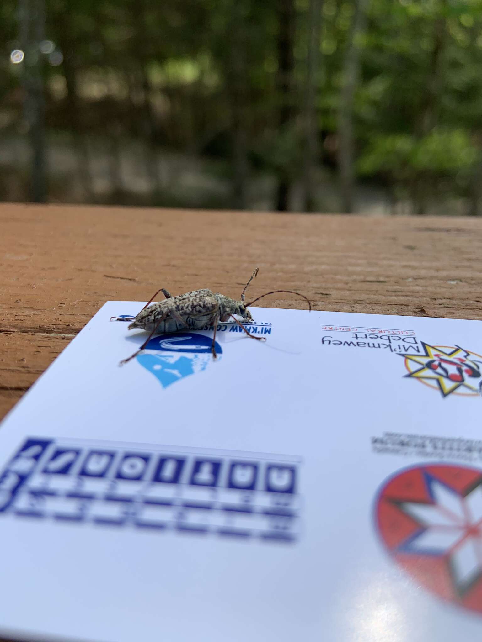 Image of Mottled Longhorned Beetle