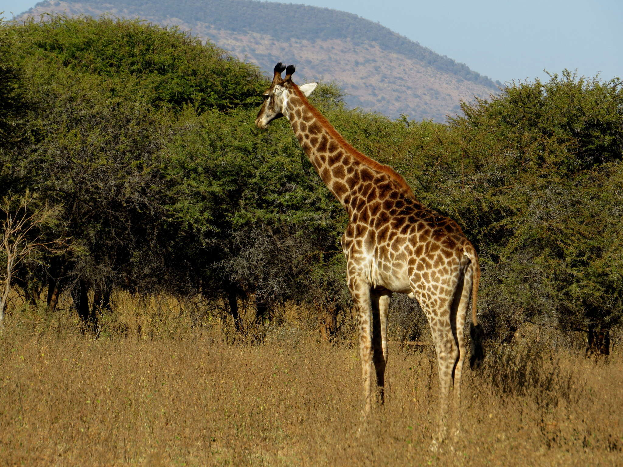 Image of Southern giraffe