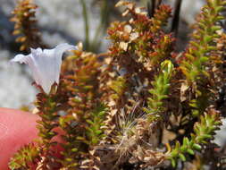 Image of Roella recurvata A. DC.