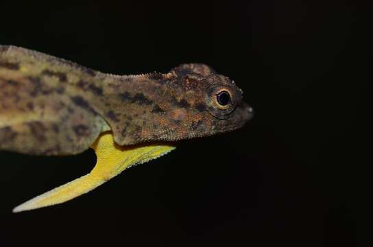 Image of Philippine FlyingDragon