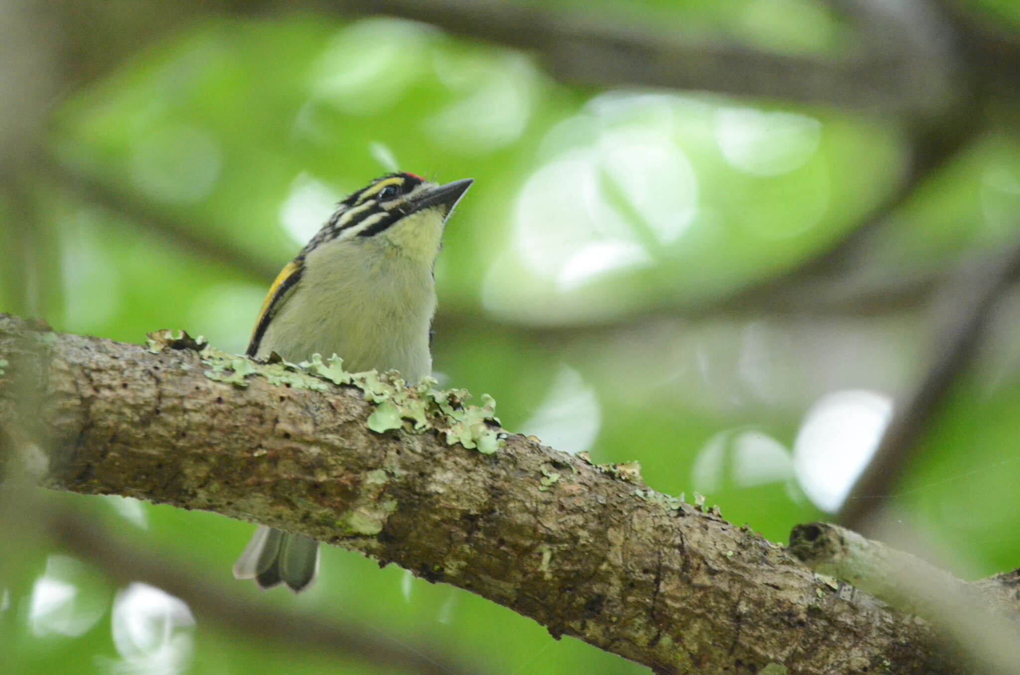 Image of Red-fronted Tinkerbird