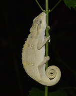 Image of Black-headed Dwarf Chameleon