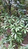 Pittosporum umbellatum Banks & Sol. ex Gaertn. resmi