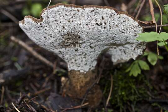 Image of Jahnoporus hirtus (Cooke) Nuss 1980