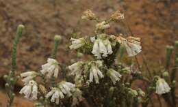 Image of Erica strigilifolia var. strigilifolia