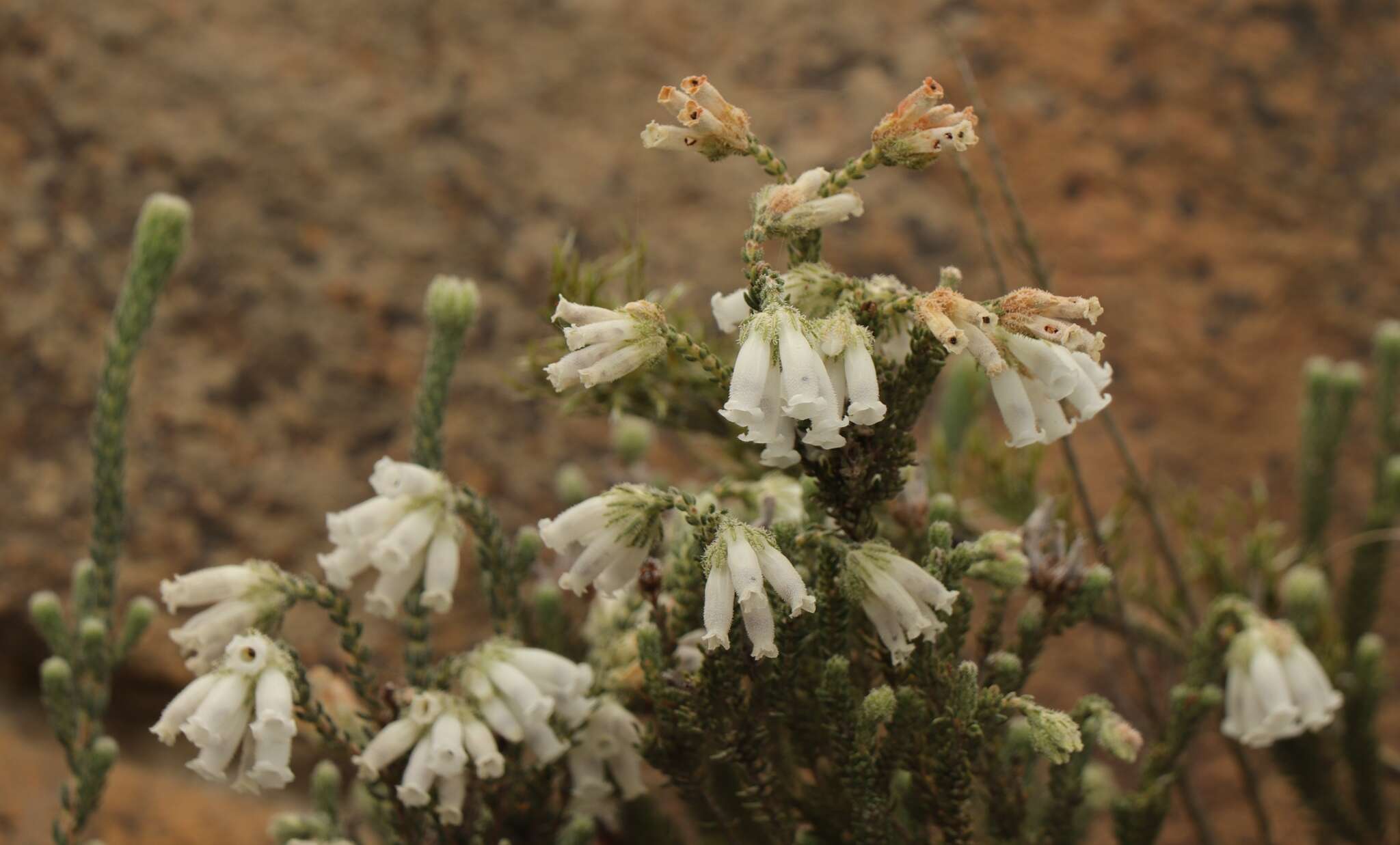 Image of Erica strigilifolia var. strigilifolia