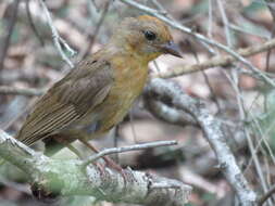 Image of Red-throated Ant Tanager