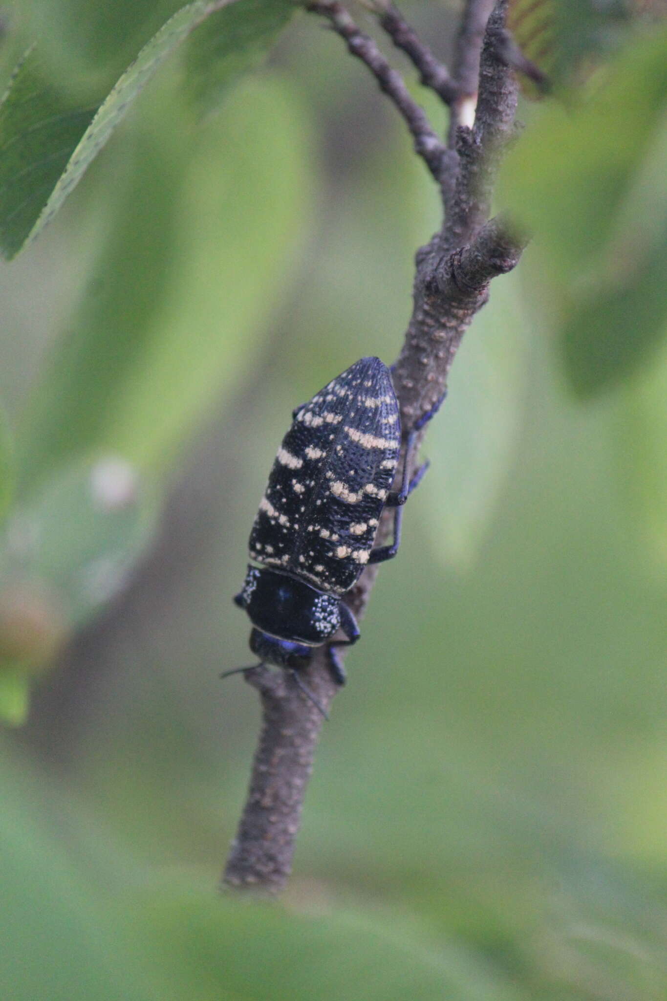 Image of Lampetis dilaticollis (Waterhouse 1882)