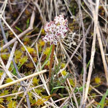 Image of Gorman's biscuitroot