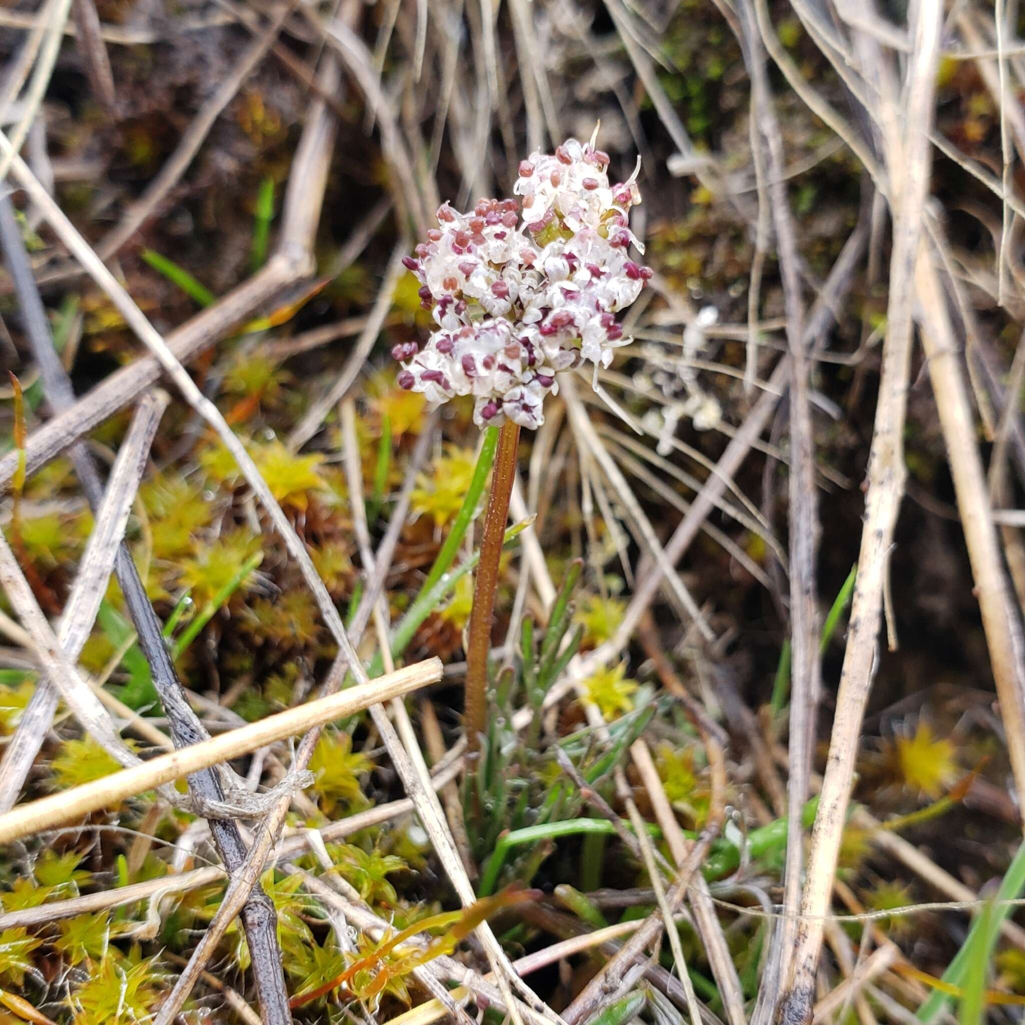 Image de Lomatium gormanii (T. J. Howell) Coult. & Rose