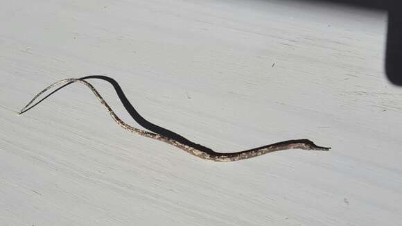 Image of Common Pipefish