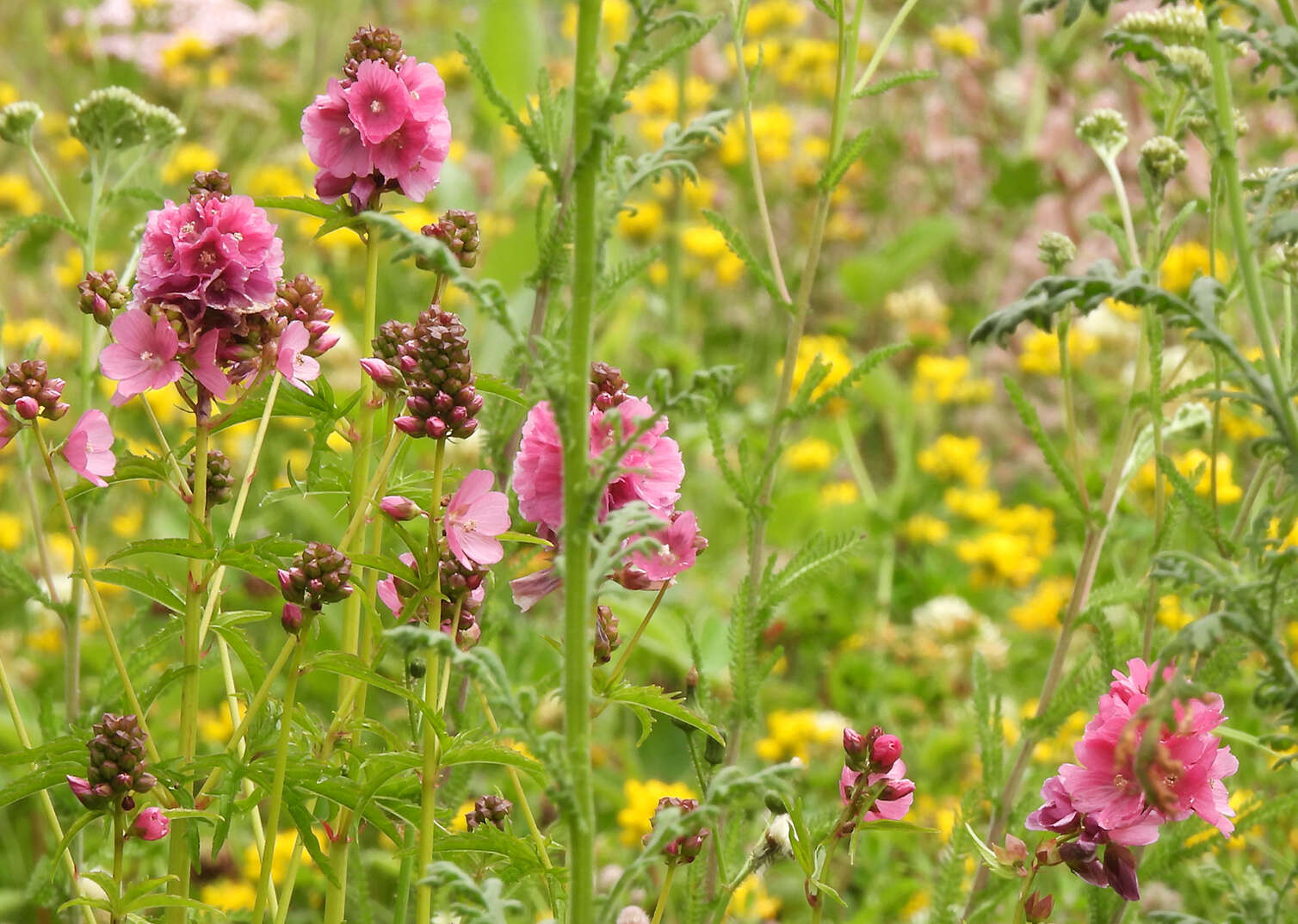 Image of Henderson's Checkerbloom