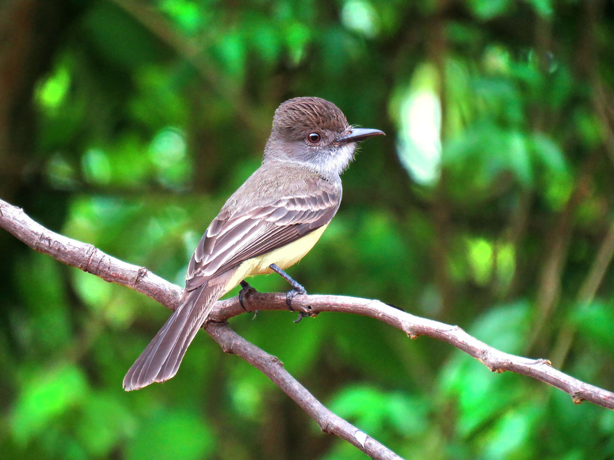 Image of Short-crested Flycatcher