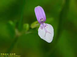 Image of Dicliptera japonica (Thunb.) Makino