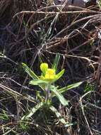 Слика од Castilleja kraliana J. R. Allison