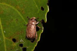 Image of <i>Adoretus sinicus</i>