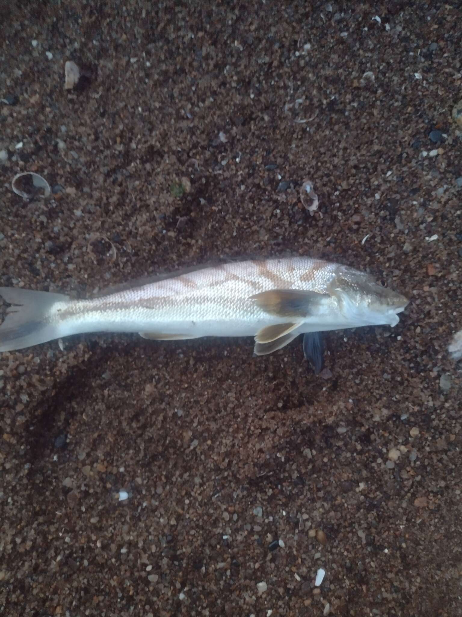 Imagem de Menticirrhus saxatilis (Bloch & Schneider 1801)