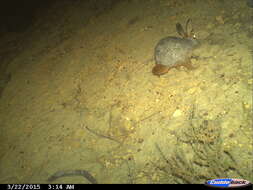 Image of Hewitt's Red Rock Hare