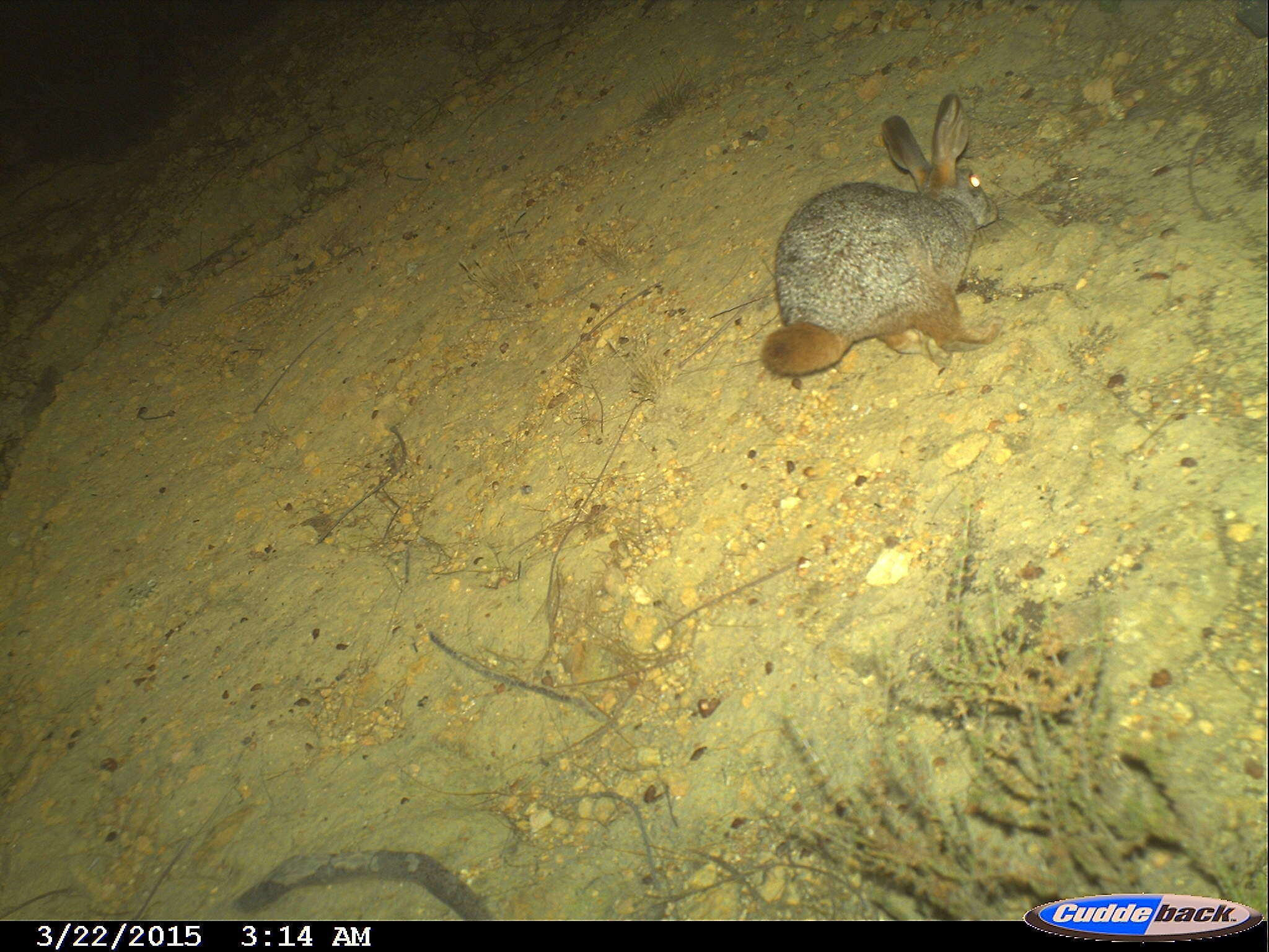 Image of Hewitt's Red Rock Hare