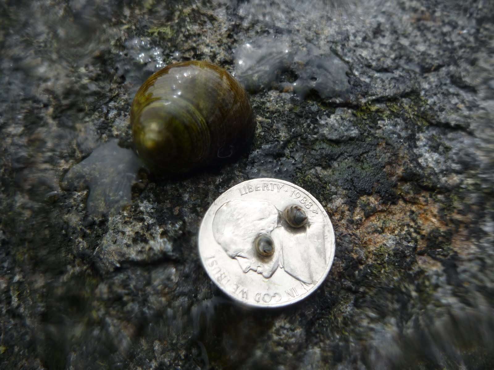 Image of Edible periwinkle