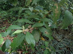 Image of Callicarpa pedunculata R. Br.