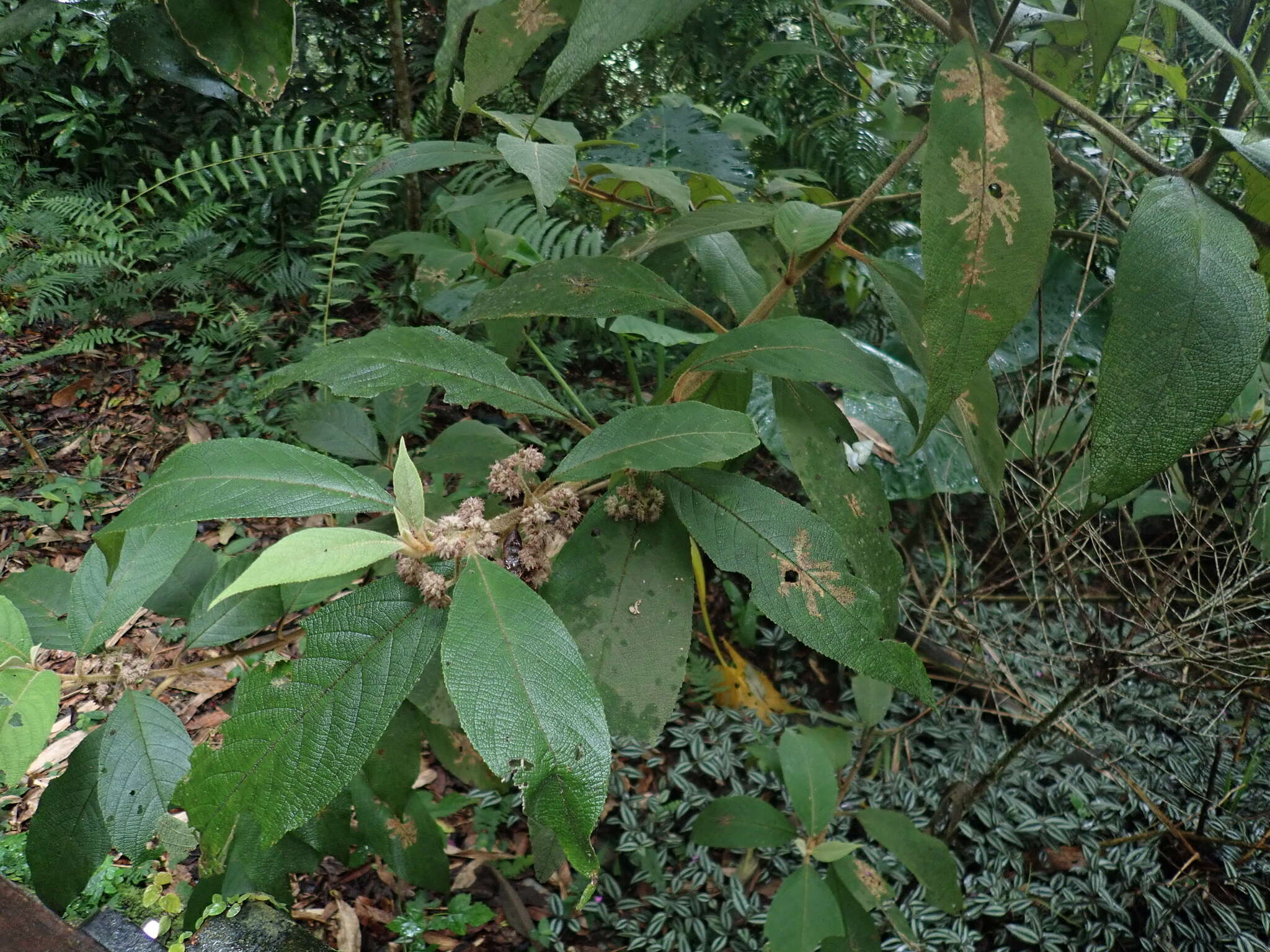 Image de Callicarpa pedunculata R. Br.