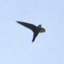 Image of Dark-rumped Swift